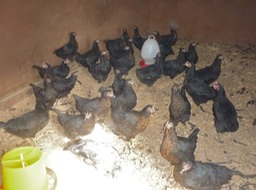 Poules- 1
