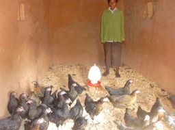 Poules- 2