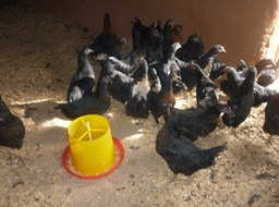 Poules- 3